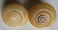 Euhadra sp.